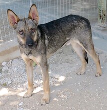 NOAH3, Hund, Schäferhund-Mix in Zypern - Bild 2