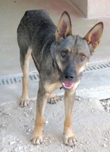 NOAH3, Hund, Schäferhund-Mix in Zypern - Bild 3