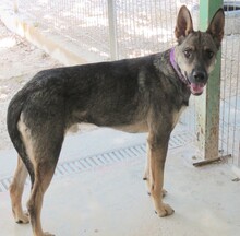 NOAH3, Hund, Schäferhund-Mix in Zypern - Bild 4