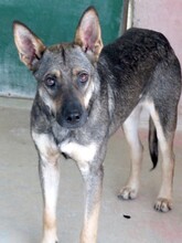 NOAH3, Hund, Schäferhund-Mix in Zypern - Bild 5