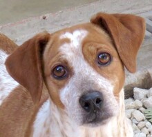 MOKKA, Hund, Jack Russel-Mix in Zypern - Bild 1