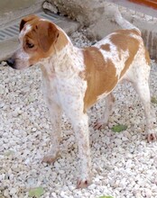 MOKKA, Hund, Jack Russel-Mix in Zypern - Bild 2