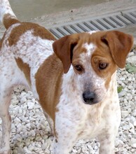MOKKA, Hund, Jack Russel-Mix in Zypern - Bild 3