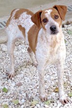 MOKKA, Hund, Jack Russel-Mix in Zypern - Bild 5