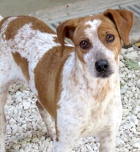 MOKKA, Hund, Jack Russel-Mix in Zypern - Bild 6