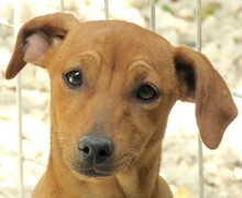 MIZZI, Hund, Jack Russel-Mix in Zypern - Bild 1