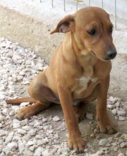 MIZZI, Hund, Jack Russel-Mix in Zypern - Bild 2