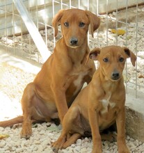 MIZZI, Hund, Jack Russel-Mix in Zypern - Bild 3