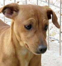 MIZZI, Hund, Jack Russel-Mix in Zypern - Bild 4
