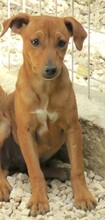 MIZZI, Hund, Jack Russel-Mix in Zypern - Bild 5