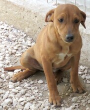 MIZZI, Hund, Jack Russel-Mix in Zypern - Bild 6