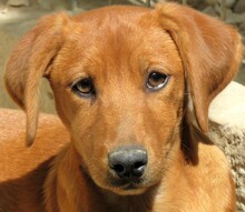 MAICO, Hund, Jack Russel-Mix in Zypern - Bild 1
