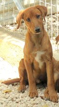 MAICO, Hund, Jack Russel-Mix in Zypern - Bild 2