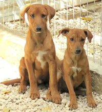 MAICO, Hund, Jack Russel-Mix in Zypern - Bild 3