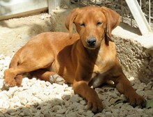 MAICO, Hund, Jack Russel-Mix in Zypern - Bild 4