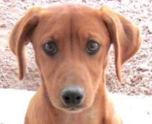 MAICO, Hund, Jack Russel-Mix in Zypern - Bild 5
