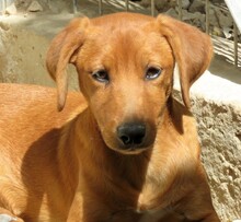 MAICO, Hund, Jack Russel-Mix in Zypern - Bild 6