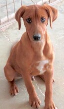 MAICO, Hund, Jack Russel-Mix in Zypern - Bild 7