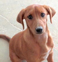 MAICO, Hund, Jack Russel-Mix in Zypern - Bild 8