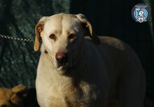 ELISABETH, Hund, Mischlingshund in Rumänien - Bild 1