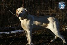 ELISABETH, Hund, Mischlingshund in Rumänien - Bild 2
