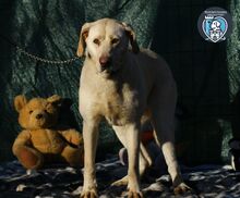 ELISABETH, Hund, Mischlingshund in Rumänien - Bild 3