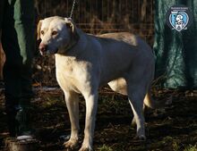 ELISABETH, Hund, Mischlingshund in Rumänien - Bild 4