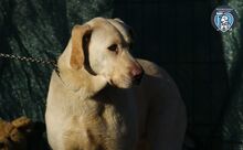 ELISABETH, Hund, Mischlingshund in Rumänien - Bild 5