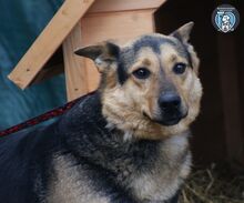 FRED, Hund, Mischlingshund in Rumänien - Bild 1