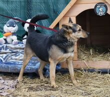 FRED, Hund, Mischlingshund in Rumänien - Bild 3