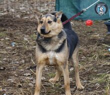 FRED, Hund, Mischlingshund in Rumänien - Bild 5