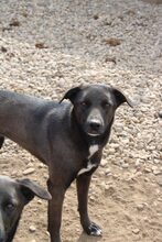 FRITZI, Hund, Mischlingshund in Rumänien - Bild 1