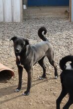 FRITZI, Hund, Mischlingshund in Rumänien - Bild 2