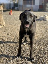 FRITZI, Hund, Mischlingshund in Rumänien - Bild 3