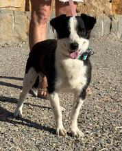 KIKO, Hund, Mischlingshund in Gießen - Bild 4