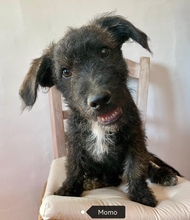 MOMO, Hund, Mischlingshund in Gießen - Bild 1