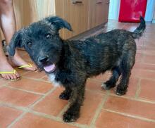 MOMO, Hund, Mischlingshund in Gießen - Bild 2