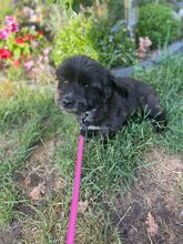 CREPO, Hund, Mischlingshund in Niederkassel - Bild 1