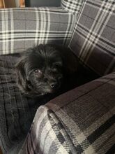 CREPO, Hund, Mischlingshund in Niederkassel - Bild 10