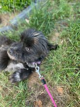 CREPO, Hund, Mischlingshund in Niederkassel - Bild 11