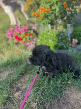 CREPO, Hund, Mischlingshund in Niederkassel - Bild 13