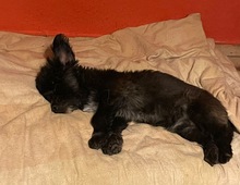 CREPO, Hund, Mischlingshund in Niederkassel - Bild 2