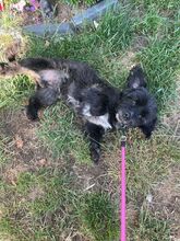 CREPO, Hund, Mischlingshund in Niederkassel - Bild 3