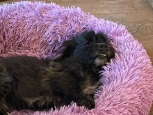 CREPO, Hund, Mischlingshund in Niederkassel - Bild 5