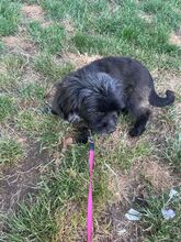 CREPO, Hund, Mischlingshund in Niederkassel - Bild 6