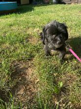 CREPO, Hund, Mischlingshund in Niederkassel - Bild 7