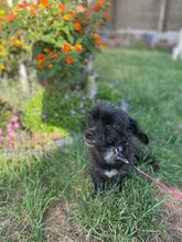 CREPO, Hund, Mischlingshund in Niederkassel - Bild 8