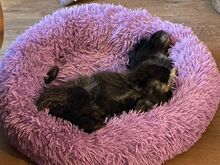 CREPO, Hund, Mischlingshund in Niederkassel - Bild 9