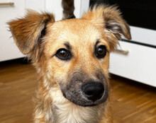 DIEGO, Hund, Mischlingshund in Hannover - Bild 1