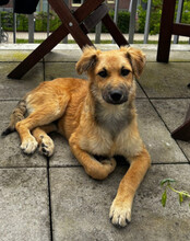DIEGO, Hund, Mischlingshund in Hannover - Bild 10
